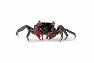 Vampire crab isolated on white background