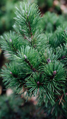 Pine tree in the zoo