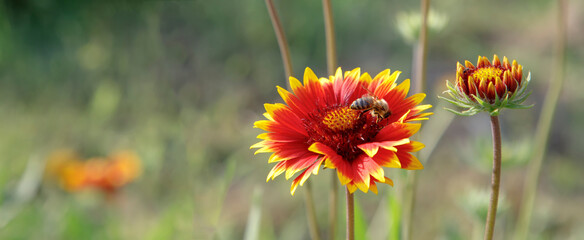 bee collect the honey from a colorful flower. Panoramic view