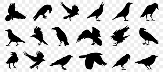 Black raven silhouette collection. Set of black crows icon. Raven icons. Isolated black silhouette birds. Set of black isolated silhouettes with crows