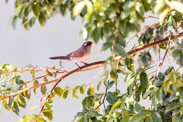Waxbill on a branch