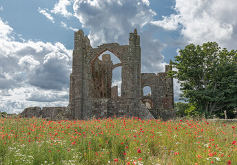 Derelict Abbey building with a field of poppies in the front