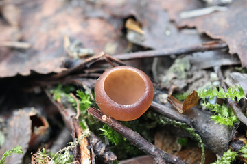 Ciboria caucus, commonly known as catkin cup, early spring fungus from Finland