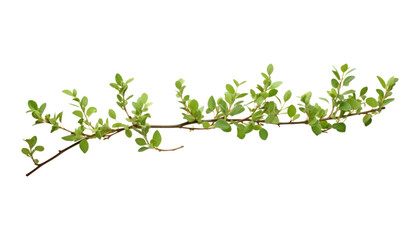 branch leaves isolated on transparent background cutout