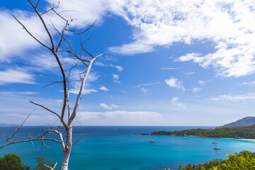 Dry dead tree is under blue sky. Seychelles, Coastal landscape
