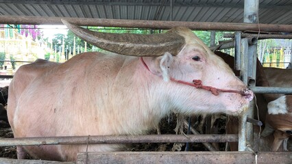 Albino buffalo with pink or white skin and Cow lying in the cage,at the conservation center.