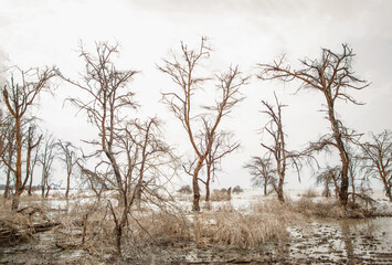 dead trees stand in lake in Africa. Maniara national park