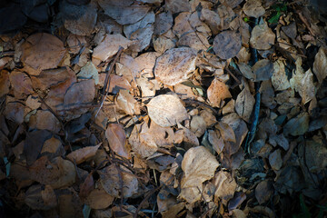 茶色く枯れて落ちて降り積もった落ち葉