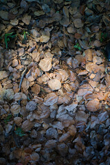 茶色く枯れて落ちて降り積もった落ち葉