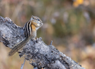 Least chipmunk on tree linb