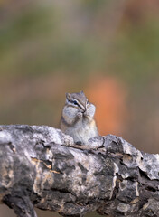 Least chipmunk on tree linb