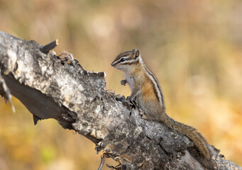 Least chipmunk on tree linb
