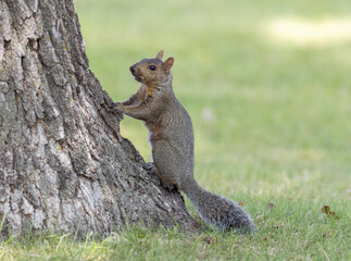 Eastern gray squirrel climbing pine tree
