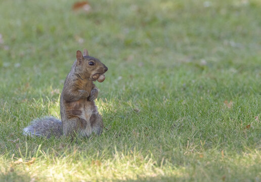 Eastern Gray Squirrel With Mouth Full Of Acorns