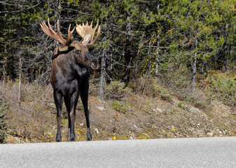 Western bull moose standing in road