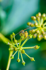 Abeja en el bosque bebiendo el néctar de una flor