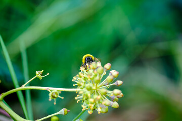 Abeja en el bosque bebiendo el néctar de una flor