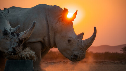 rhino at sunset - Powered by Adobe