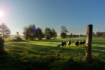 Sheep in the meadow near the Groningen village of Noordwijk. The sun is shining early in the morning. - obrazy, fototapety, plakaty