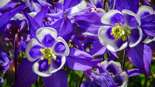 European columbine, common columbine (Aquilegia vulgaris) - unusual white and purple flowers