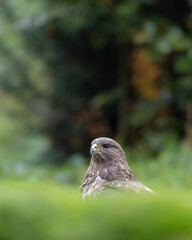 Mäusebussard