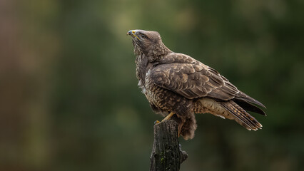 Mäusebussard