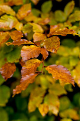 Season of beautiful fall leaves, fall background 
