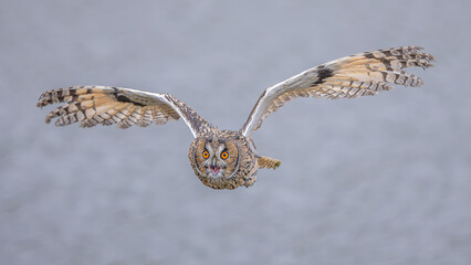 Waldohreule im Flug
