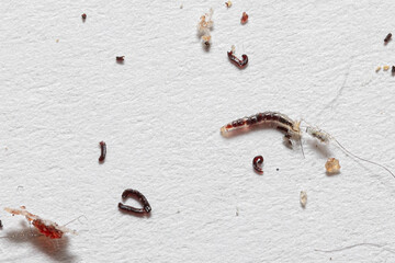 Cat flea larva on a white sheet, along with cat hair and its own feces