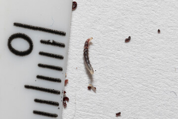 Flea larvae on a white sheet near a ruler