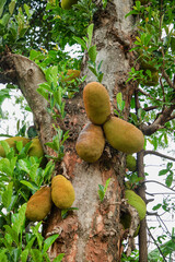African fruits named Jackfruit scientific name Artocarpus