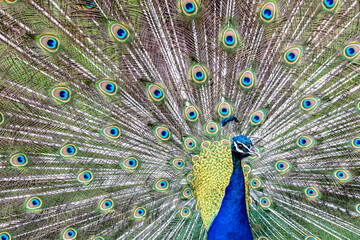 Obraz premium Peacock dancing and showing off his tail feathers