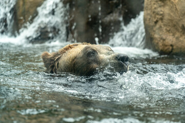 Head of a brown grizzly bear swimming in the water, as seen through the glass of a zoo in the Rocky...