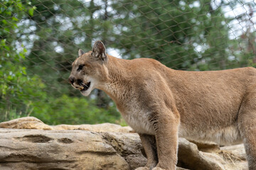 Mountain lion prowling on a rock in a zoo