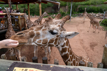 Giraffe sticking out its long black tongue to eat some lettuce from a feeding platform in a zoo