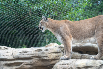 Naklejka premium Mountain lion perched on a rock in a zoo