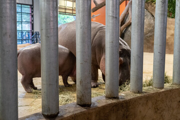 Mother and baby hippo eating behind bars in a zoo
