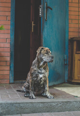 portrait of a young Ca de Bou puppy of brindle color sitting at the entrance to the house