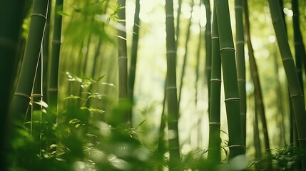 Lush greens and strong vertical lines of trees in a bamboo grove.