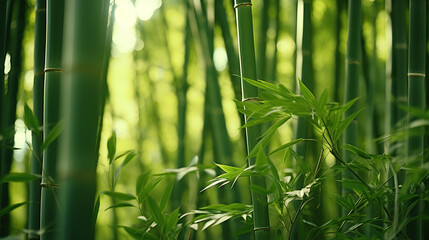 Obraz premium Lush greens and strong vertical lines of trees in a bamboo grove.
