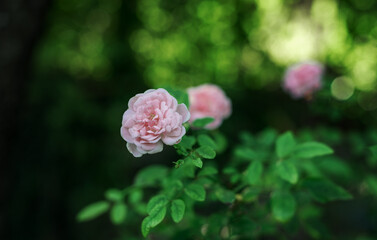 floral background of leaves, flowers pink rose buds in dark warm colors selective focus with space for text