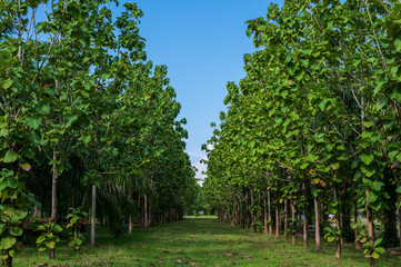 Fototapeta na wymiar A forest of teak trees planted in rows with blue sky
