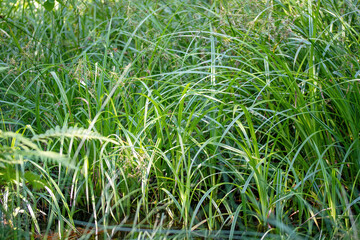 Green grass in the forest. Natural background. Shallow depth of field