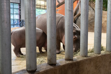 Mother and baby hippopotamus eating behind bars in a zoo