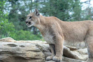Naklejka premium Mountain lion perched on a rock in a zoo
