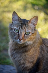 gato atigrado de ojos verdes posando