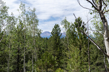 Pike's Peak as viewed from Lovell Gulch Trail in Pike National Forest near Woodland Park and Colorado Springs, CO on a sunny summer afternoon
