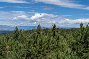 Fototapeta premium Pike's Peak as viewed from Lovell Gulch Trail in Pike National Forest near Woodland Park and Colorado Springs, CO on a sunny summer afternoon