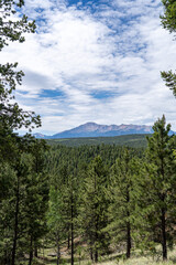 Obraz premium Pike's Peak as viewed from Lovell Gulch Trail in Pike National Forest near Woodland Park and Colorado Springs, CO on a sunny summer afternoon