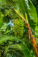 banana tree with a big bunch of green babanas